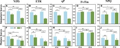 Relatively high light inhibits reserves degradation in the Coptis chinensis rhizome during the leaf expansion by changing the source-sink relationship
